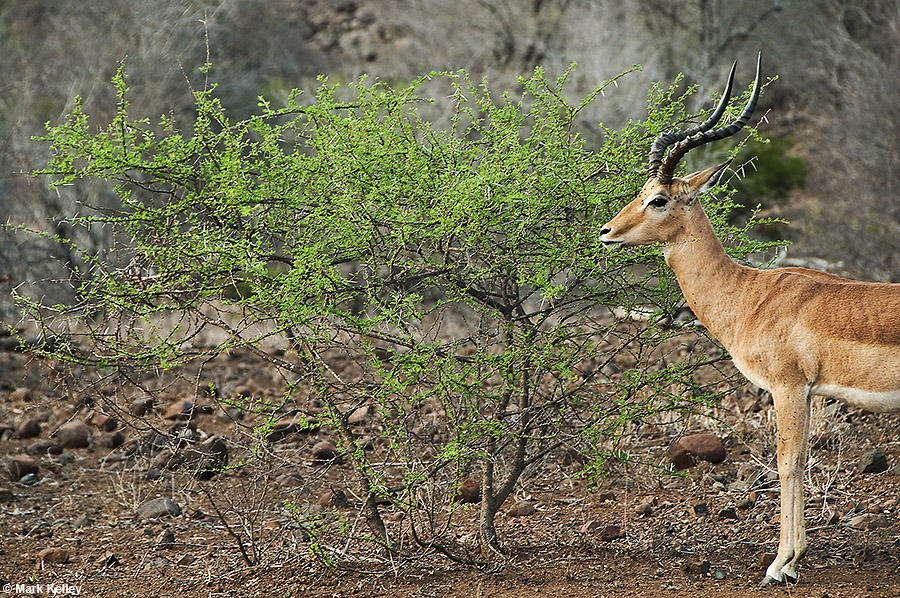 Alaska Goes to Africa:Impala, Kruger National Park, South Africa  – Image 2666