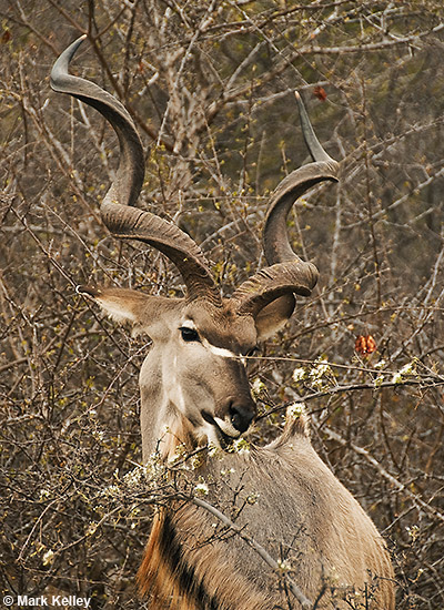 Alaska Goes to Africa: Kudu, Kruger National Park, South Africa   – Image 2667