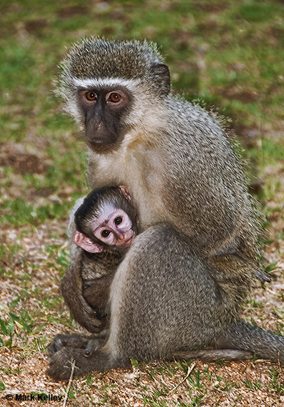 Alaska Goes to Africa: Vervet Monkeys, Kruger National Park, South Africa  – Image 2668