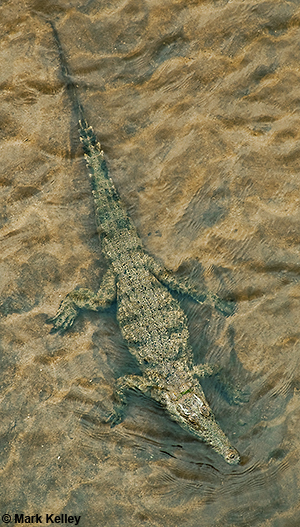 Alaska Goes to Africa: Crocodile, Kruger National Park, South Africa  – Image 2669