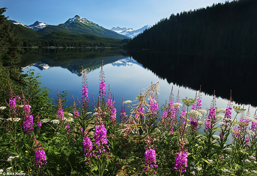 Auke Lake, Fireweed and Cow Parsnip, Juneau, Alaska  – Image 2677