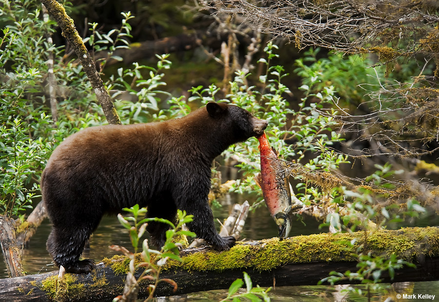 Black Bear, Steep Creek, Juneau, Alaska  – Image 2681