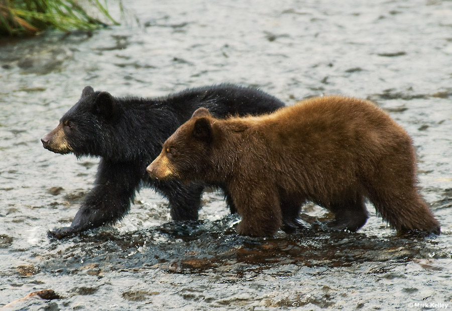 Black Bear Cubs, Mendenhall Glacier Recreation Area, Juneau, Alaska  – Image 2684