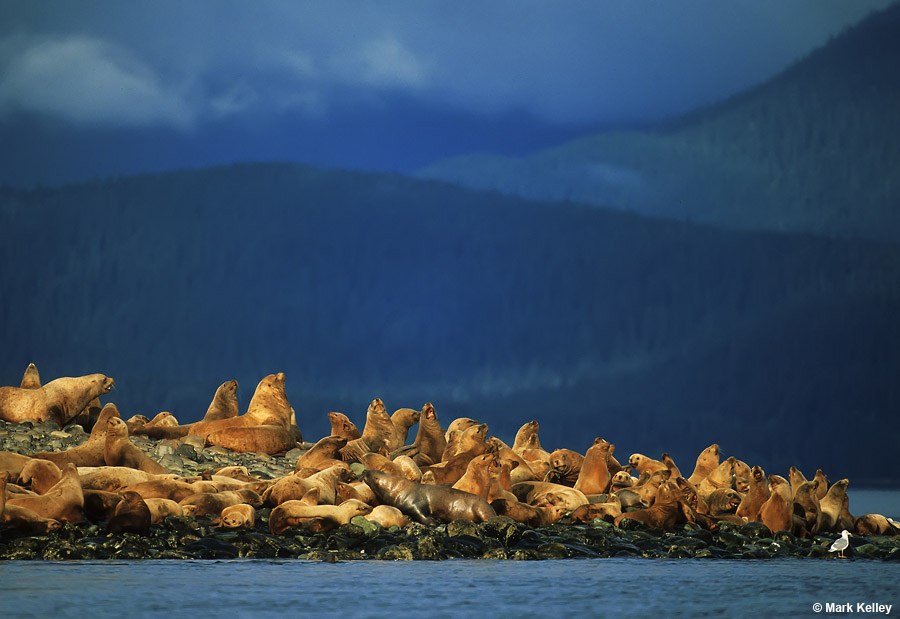 Sea Lions, Little Island, Alaska  – Image 2685