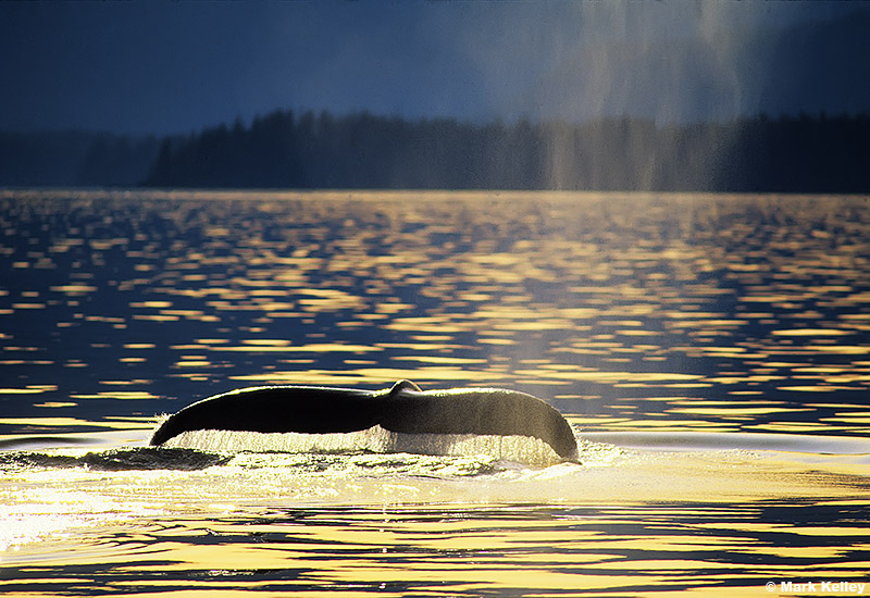 Humpback Whale, Sunset, Southeast Alaska  – Image 2690