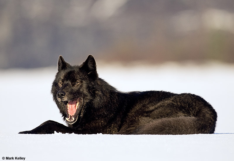 Black Wolf (Romeo), Mendenhall Lake, Juneau  – Image 2696