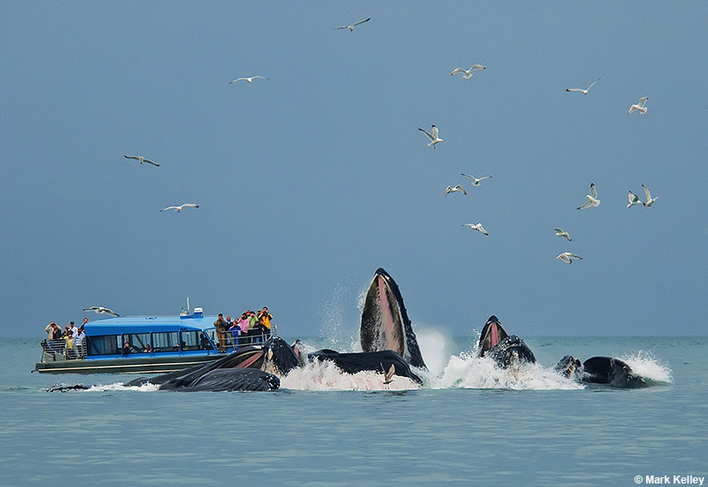 “A View to a Bubble-net” Humpback Whales, Bubble-net Feeding, Juneau,Alaska  – Image 2704