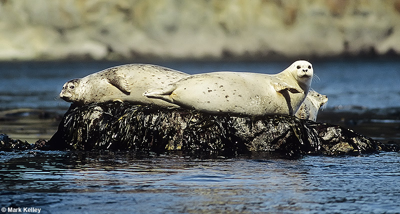 Harbor Seals, Dundas Bay, Glacier Bay National Park, Alaska  – Image 2709