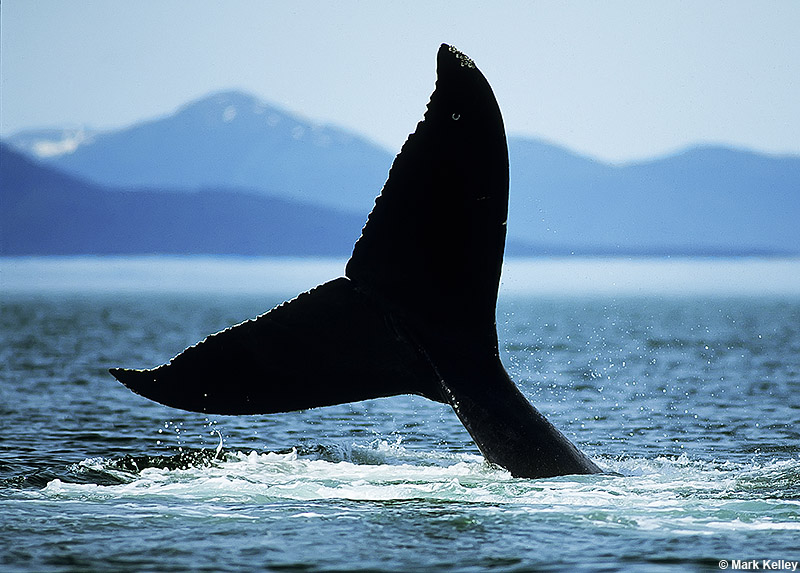 Humpback Whale Tail or Flukes, Icy Strait, Alaska  – Image 2710