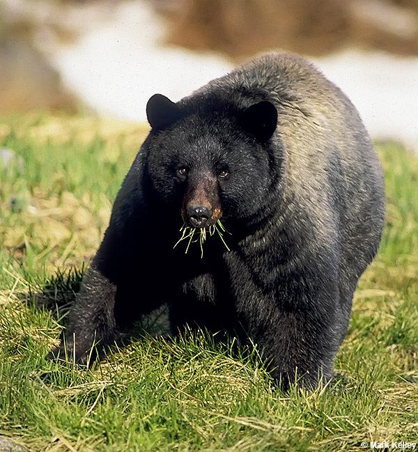 Black Bear (Glacier Bear), Glacier Bay National Park, Alaska  – Image 2711