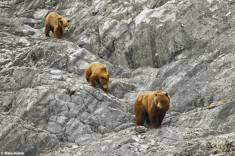Coastal Brown Bears/ Glacier Bay National Park, Alaska  – Image 2712