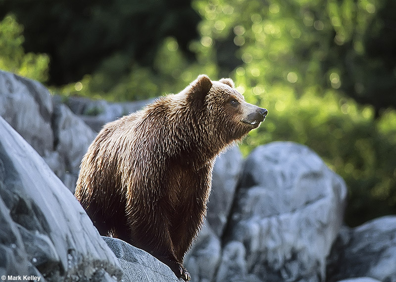 Coastal brown bear, Glacier Bay National Park, Alaska  – Image 2713