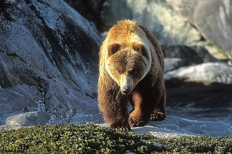 Glacier Bay National Park, Alaska  – Image 2714