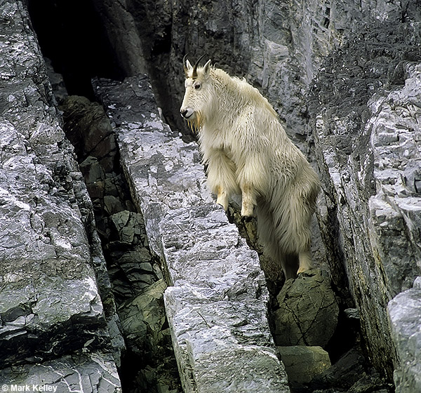 Mountain Goat, Gloomy Knob, Glacier Bay National Park, Alaska  – Image 2716