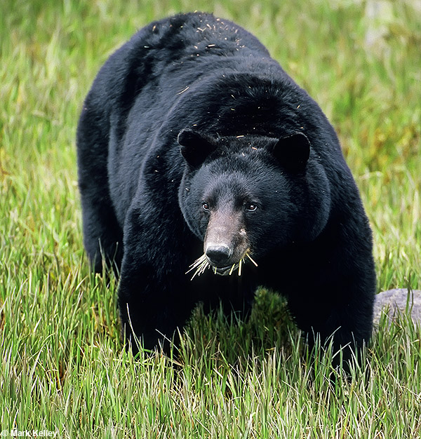 Black Bears, Glacier Bay National Park, Alaska  – Image 2723