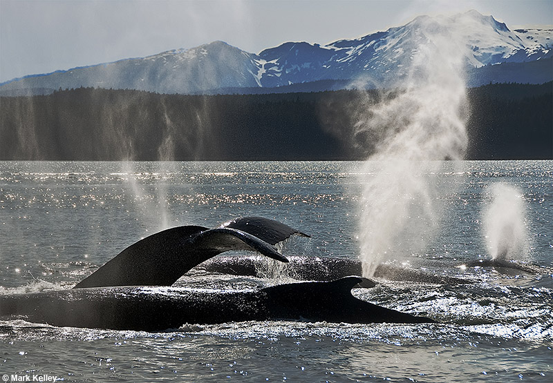 Humpback Whales, Saginaw Channel, Shelter Island, Alaska  – Image 2725