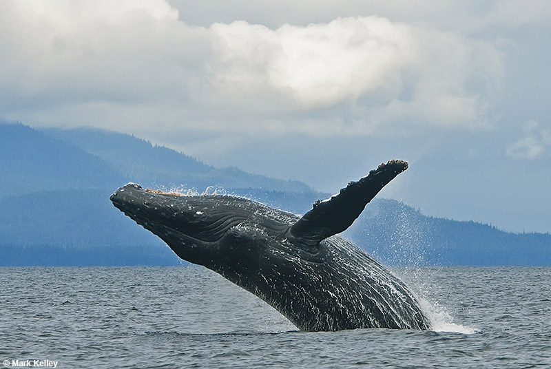 Humpback Whale, Breach, Lynn Canal, Alaska  – Image 2726