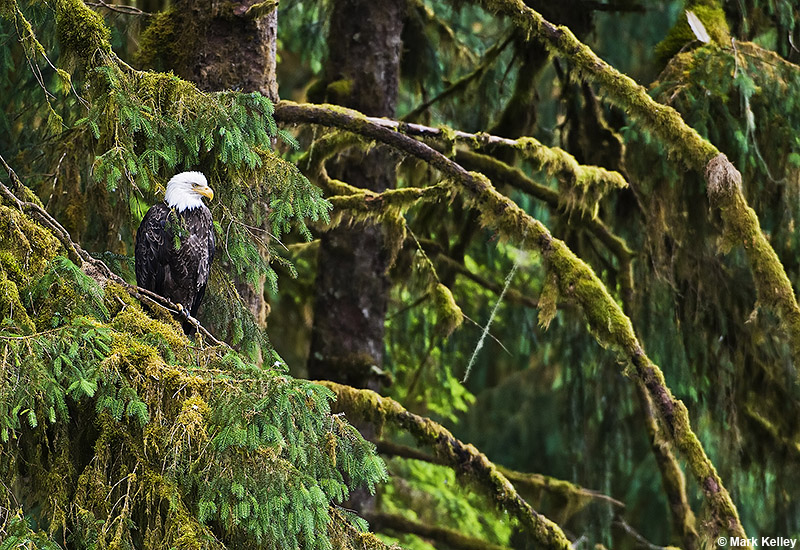 Bald Eagle, Old Growth Forest, Anan Creek, Alaska  – Image 2730