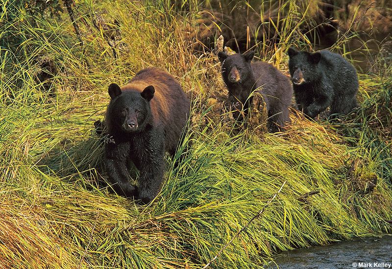 Black Bears, Steep Creek, Alaska  – Image 2735