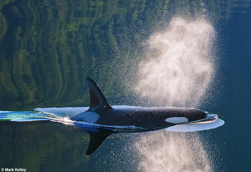 Killer Whale (Orca), Southeast Alaska  – Image 2746
