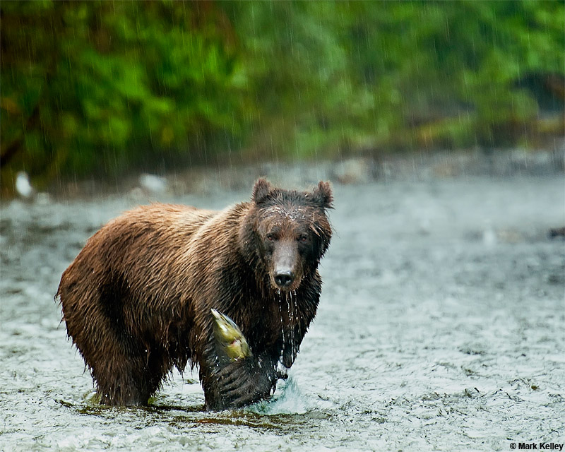 Brown Bear, Fortress of the Bears, Admiralty Island, Alaska  – Image 2759
