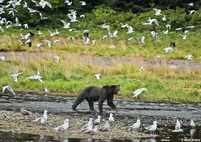 Brown Bear, Fortress of the Bears, Admiralty Island, Alaska  – Image 2760