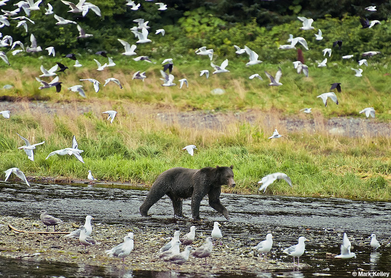 Brown Bear Fortress Of The Bears Admiralty Island Alaska Image Brown Bear Fortress Of The Bears Admiralty Island Alaska Image