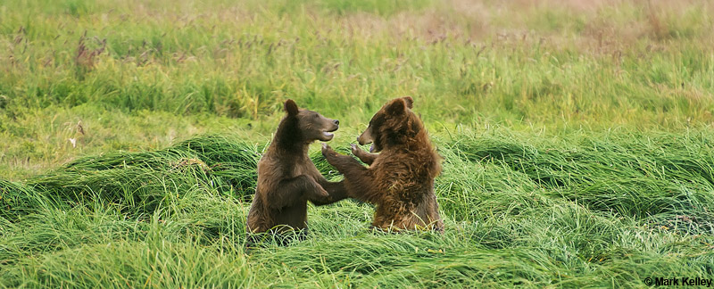 Brown Bear, Fortress of the Bears, Admiralty Island, Alaska  – Image 2761