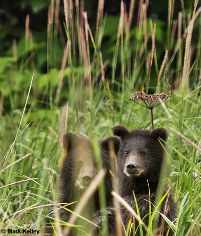 Brown Bear, Fortress of the Bears, Admiralty Island, Alaska  – Image 2762