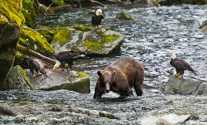 Coastal Brown Bear, Bald Eagle, Anan Creek, Alaska  – Image 2764