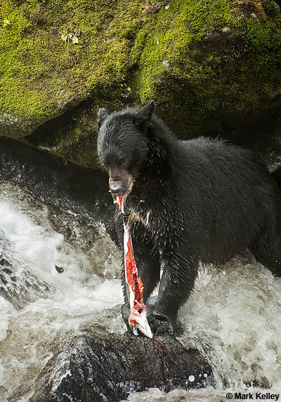 Black Bear, Anan Creek, Alaska  – Image 2765