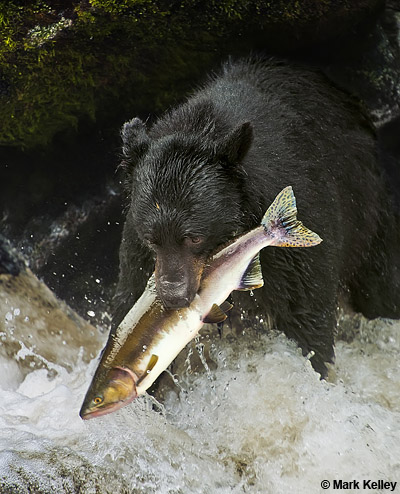 Black Bear, Pink Salmon, Anan Creek, Alaska  – Image 2766