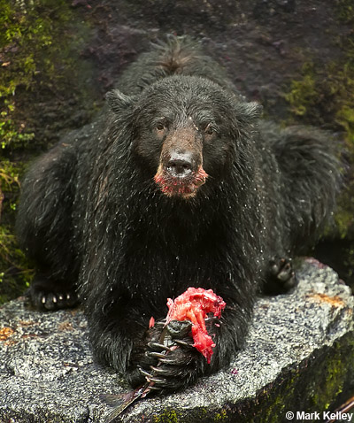 Black Bear, Pink Salmon, Anan Creek, Alaska  – Image 2767