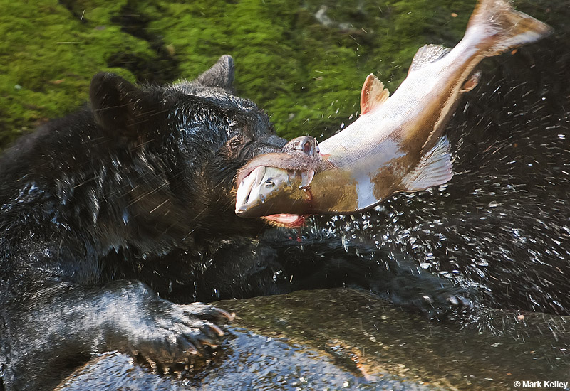 Black Bear, Pink Salmon, Anan Creek, Alaska.  – Image 2768