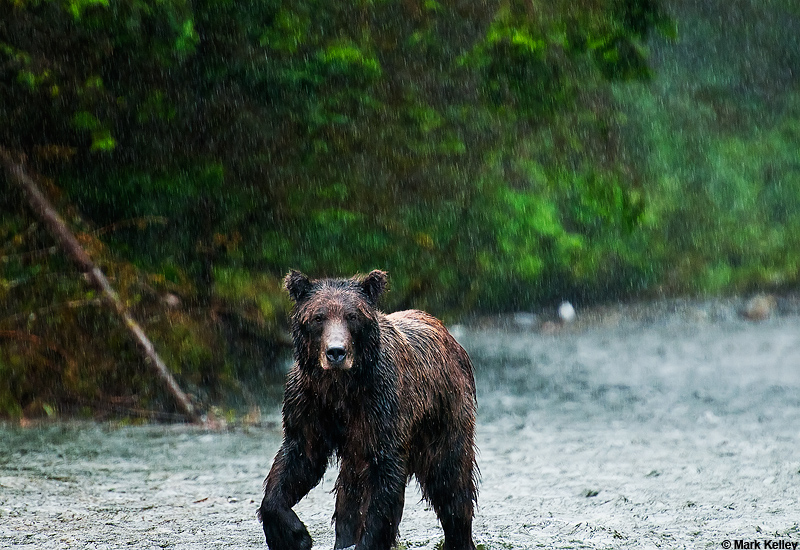 Coastal Brown Bear, Stan Price Wildlife Sanctuary, Admiralty Island, Alaska  – Image 2784
