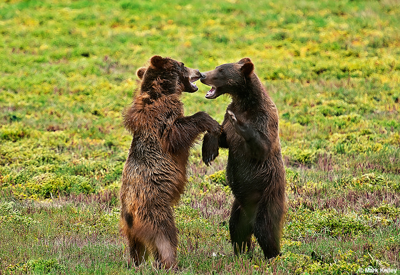 Coastal brown bears, Stan Price Wildlife Sanctuary, Admiralty Island  – Image 2788