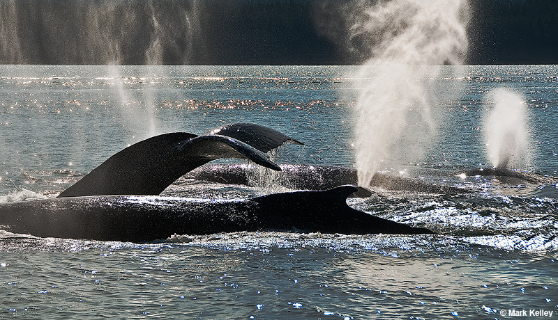 Humpback whales,South Shelter,Alaska  – Image 2790