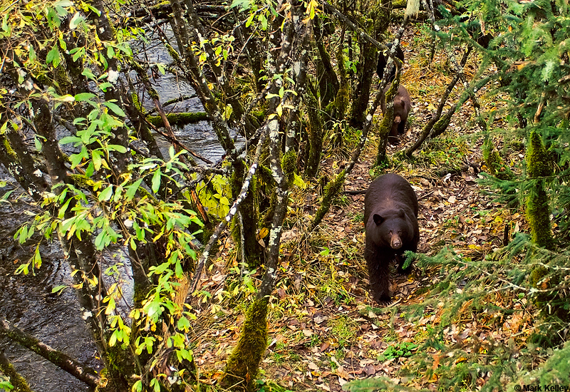 Black bears, Steep Creek, Mendenhall Glacier Recreation Area, Alaska  – Image 2791