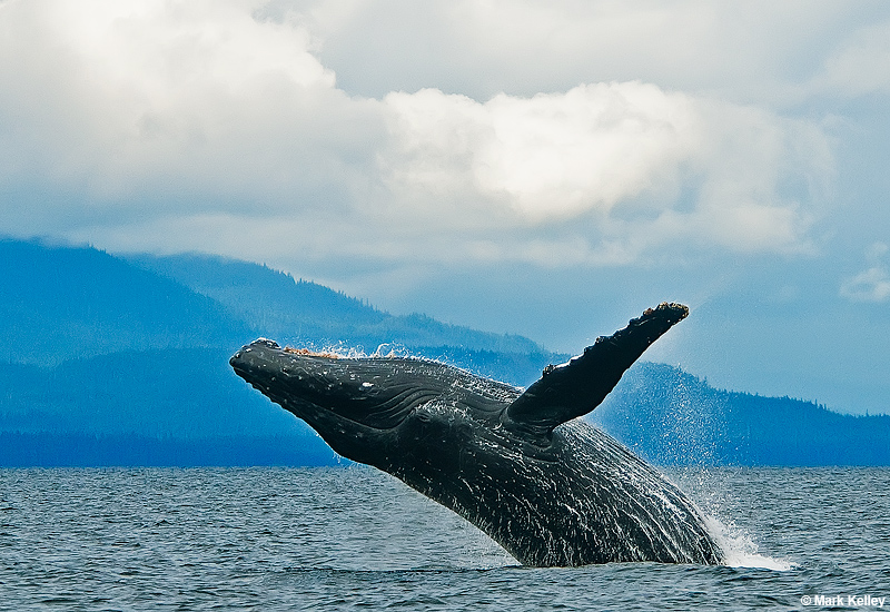 Breaching, Humpback Whale, Southeast Alaska  – Image 2797