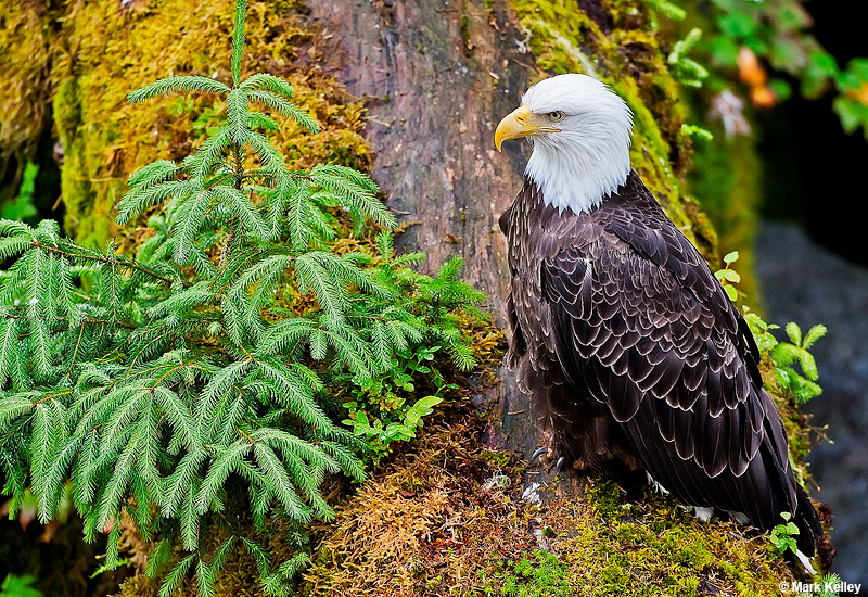 Bald Eagle, Anan Creek,Alaska  – Image 2798