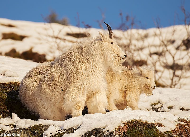 Mt. Goats, Mendenhall Glacier Recreation Area, Juneau, Alaska  – Image 2810