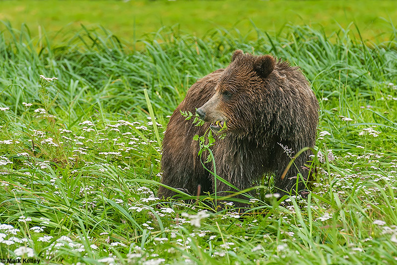 “Bear Salad”, Brown Bear, Pack Creek, Admiralty Island, Alaska  – Image 2814