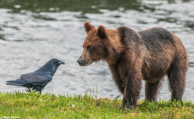 “Stare Down”, Brown Bear, Pack Creek, Admiralty Island, Alaska  – Image 2815