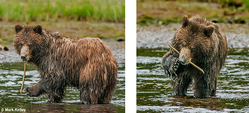 “Stick Bear”, Brown Bear, Pack Creek, Admiralty Island, Alaska  – Image 2816