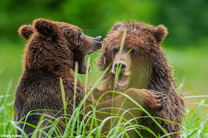 Brown Bear, Pack Creek, Admiralty Island, Alaska  – Image 2818