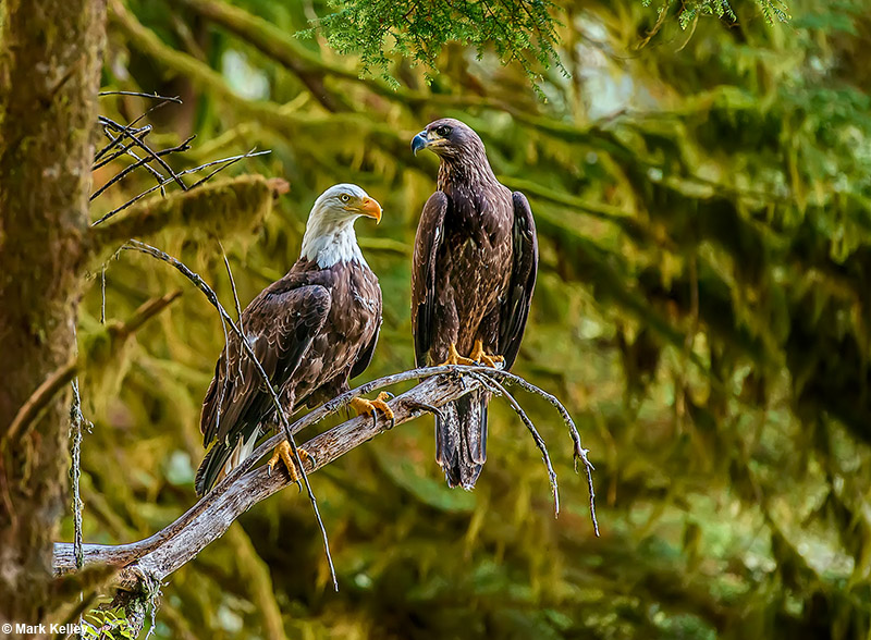 Bald Eagles, Anan Creen, Alaska  – Image 2829