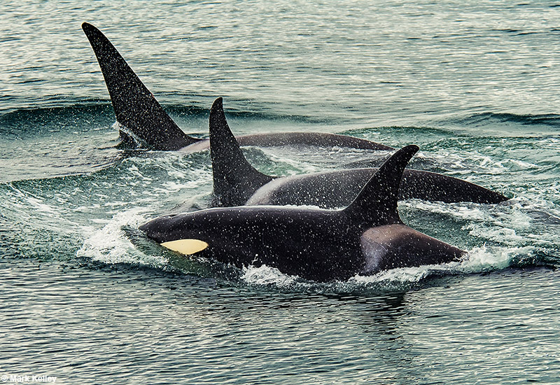 Killer Whales, Icy Strait Alaska  – Image 2830