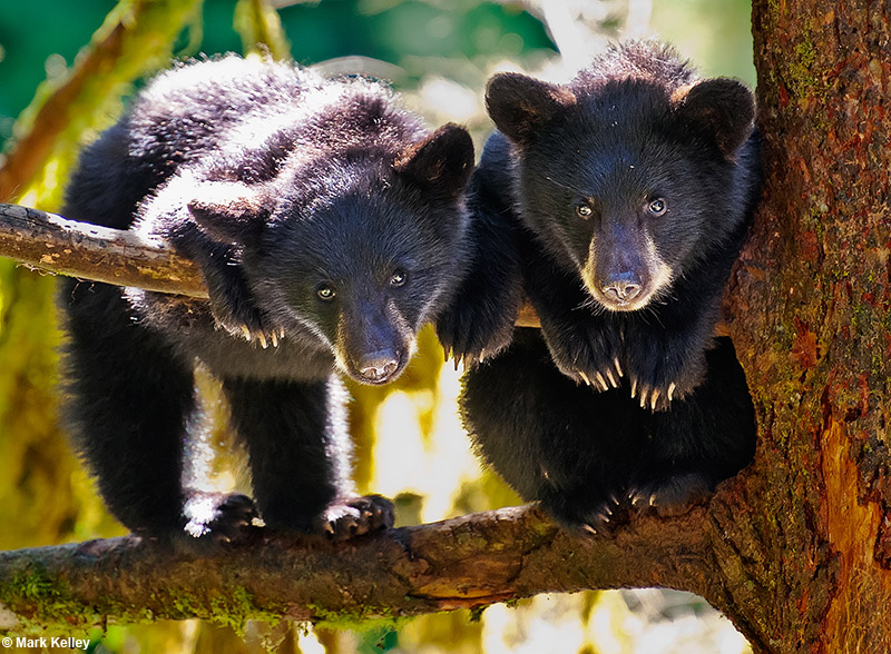 “Hanging Out”, Black Bear Cubs, Anan Creek, Alaska  – Image 2832