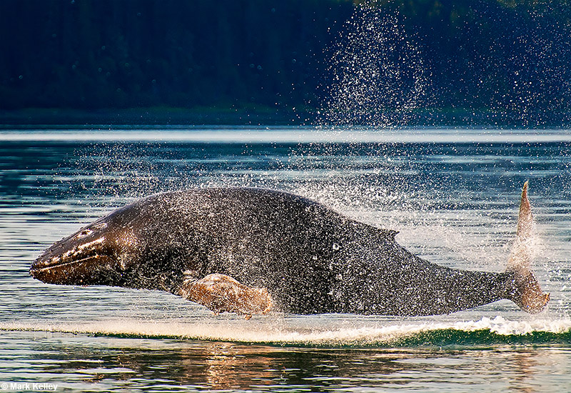 “Belly Flop” Humpback Whale, Icy Strait, Alaska   – Image 2834