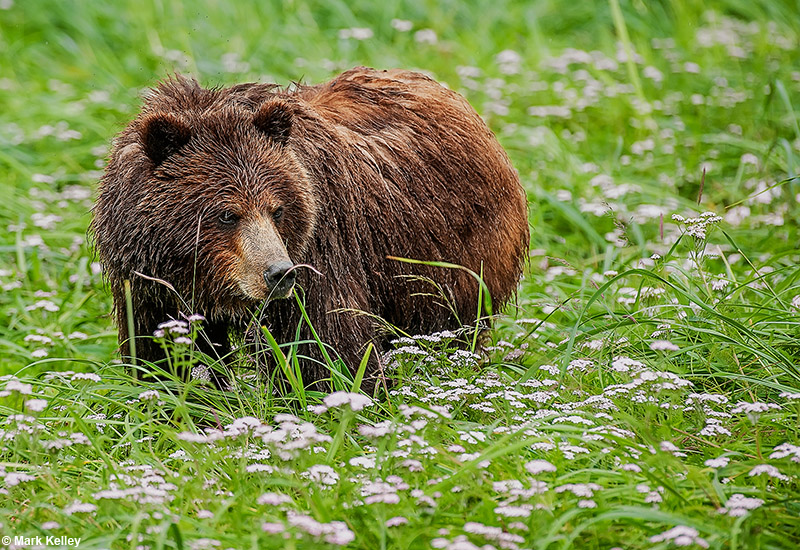 Brown Bear, Pack Creek, Admiralty, Juneau, Alaska   – Image 2840